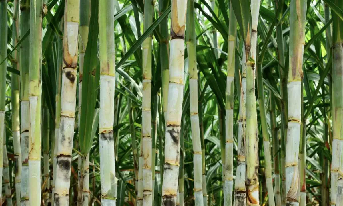 Produção de cana 2025/26 cai para 668,8 milhões de toneladas