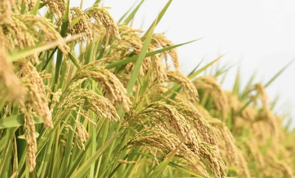 Preços do arroz variam conforme oferta e demanda regionais
