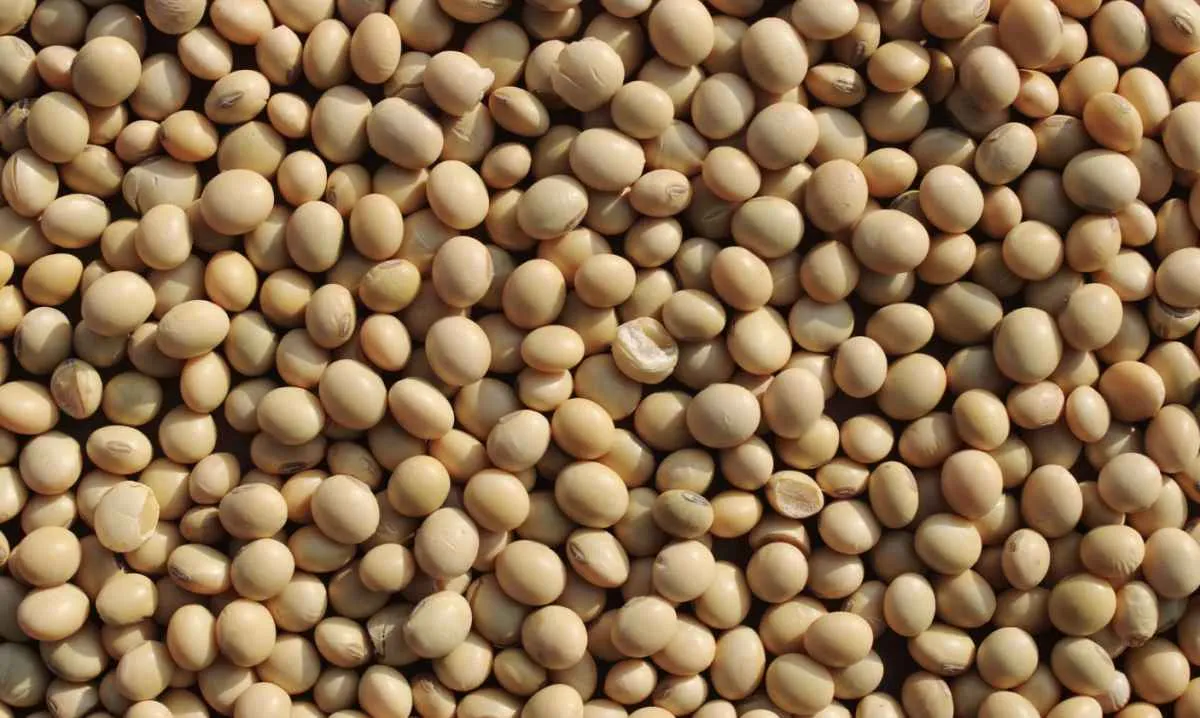 Soja mantém estabilidade em Chicago com mercado atento ao Crop Tour