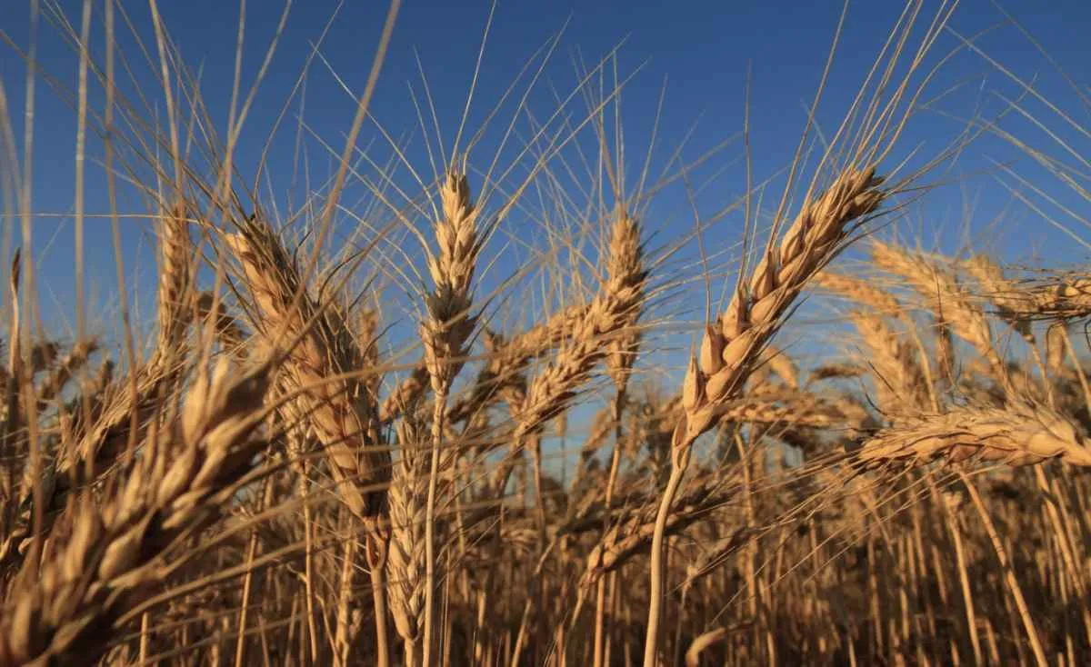 Importações de trigo sobem e preços caem no Brasil
