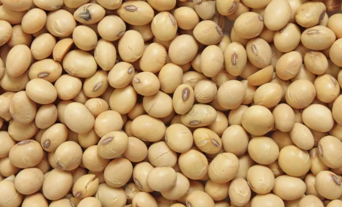 Dólar e demanda firme elevam preço da soja no Brasil