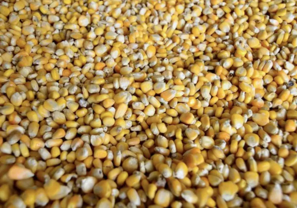 Mercado do milho sobe com expectativa do relatório USDA