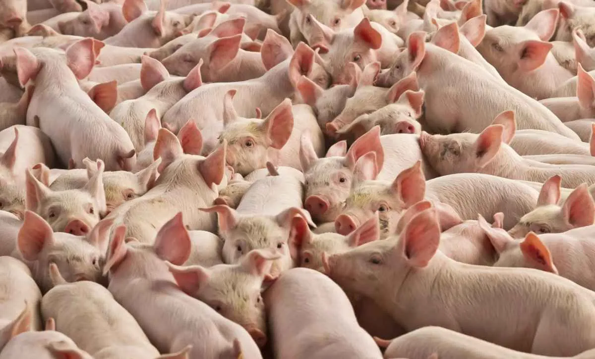 Demanda aquecida garante novas altas de preços do suíno