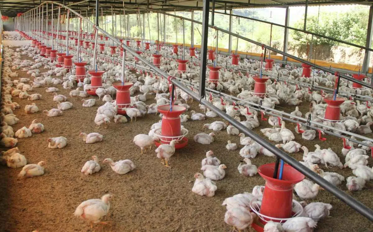 Dia do Avicultor valoriza papel estratégico no Brasil