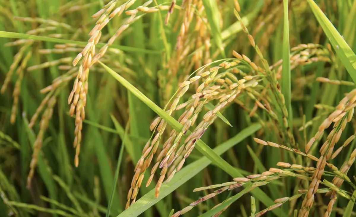 Liquidez do arroz segue baixa com vendedor retraído no RS