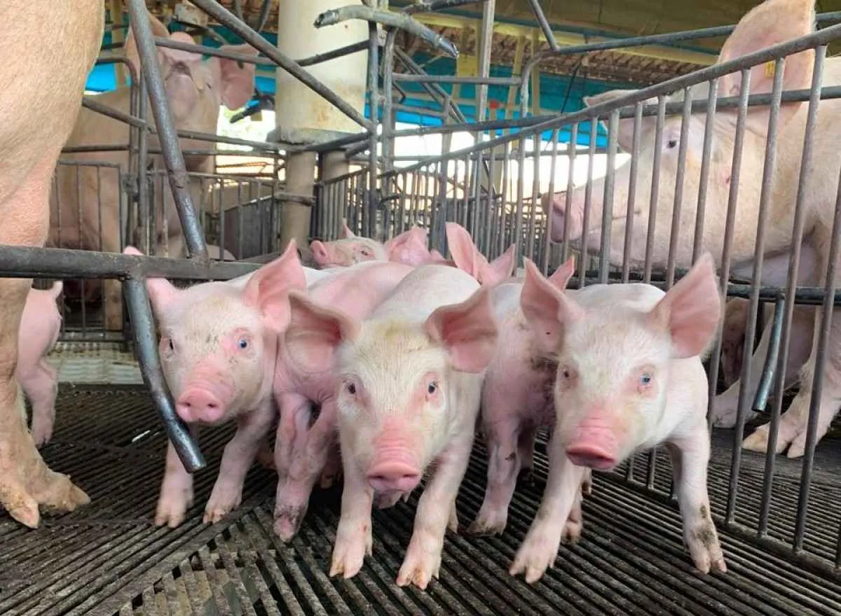 Goiás mantém área livre de Peste Suína Clássica após vigilância