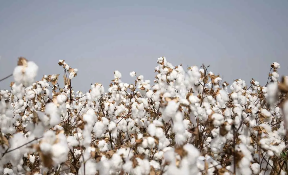 Algodão em pluma tem preços nos menores níveis desde novembro
