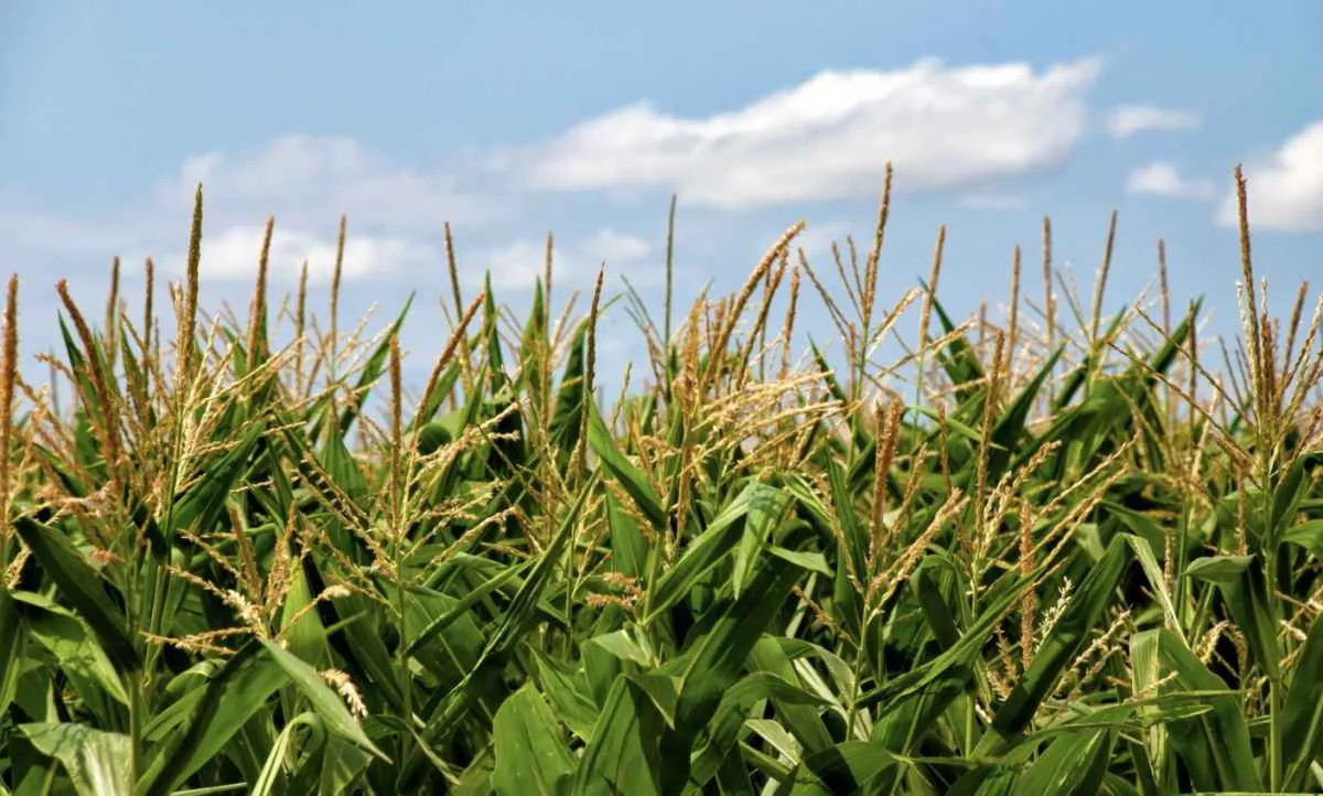 Preços do milho sofrem pressão após relatório do USDA