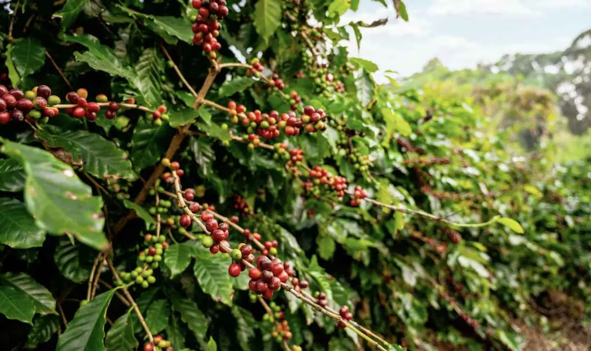 Safra de café de 2025 tem menor rendimento e desafios para 2026