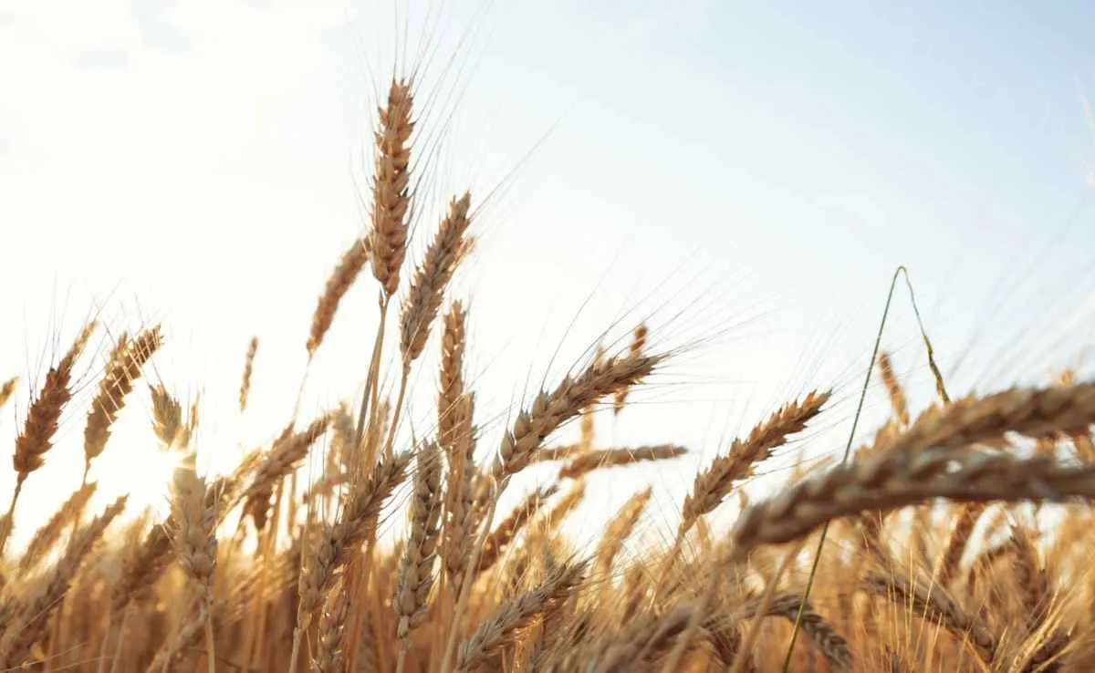 Trigo no Sul do Brasil enfrenta riscos climáticos e mercado lento