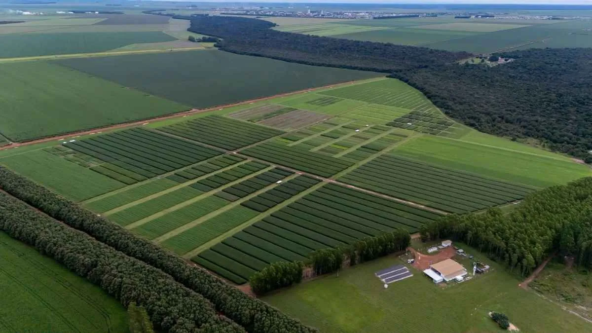 Pesquisa destaca alta produtividade do milho