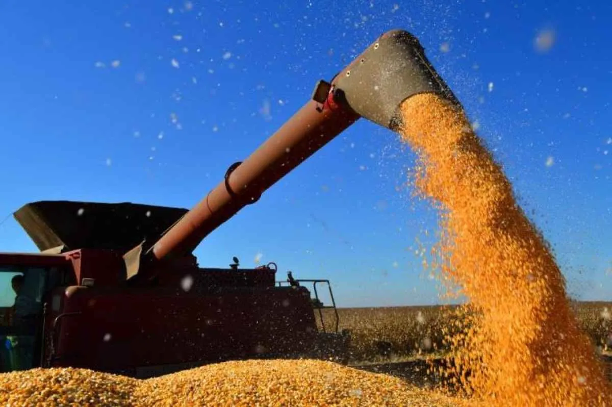 Produção de milho em MS pode chegar a 14,2 mi de ton