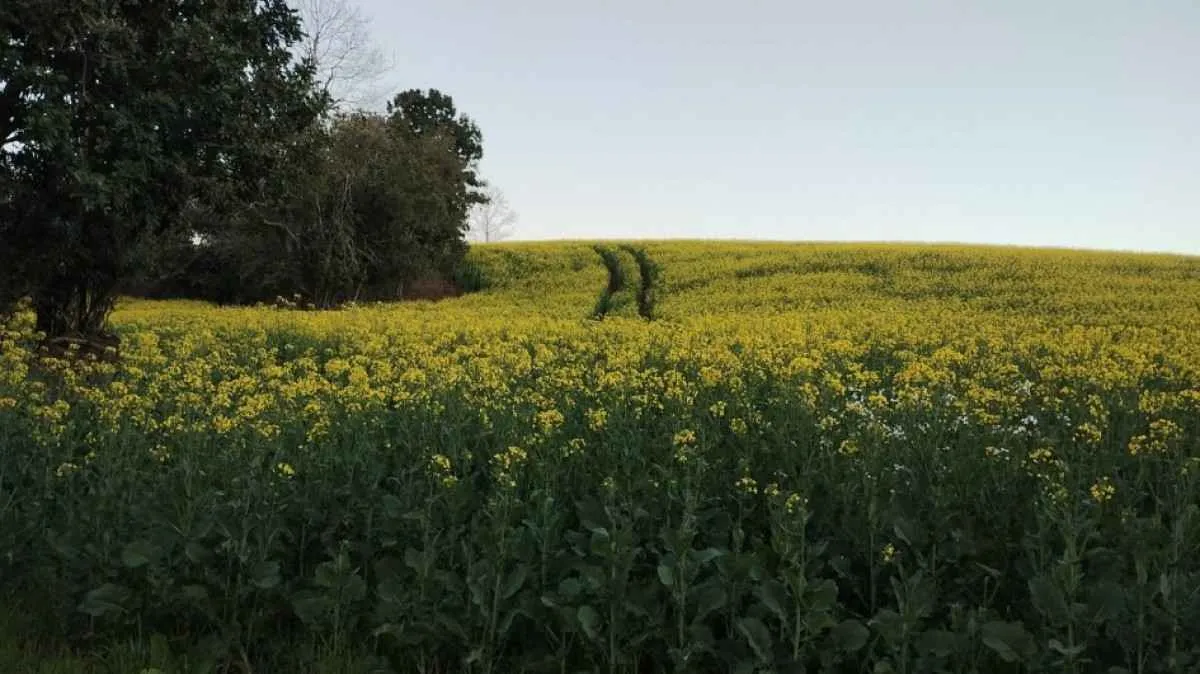 Canola no RS apresenta bom desenvolvimento e safra segue positiva