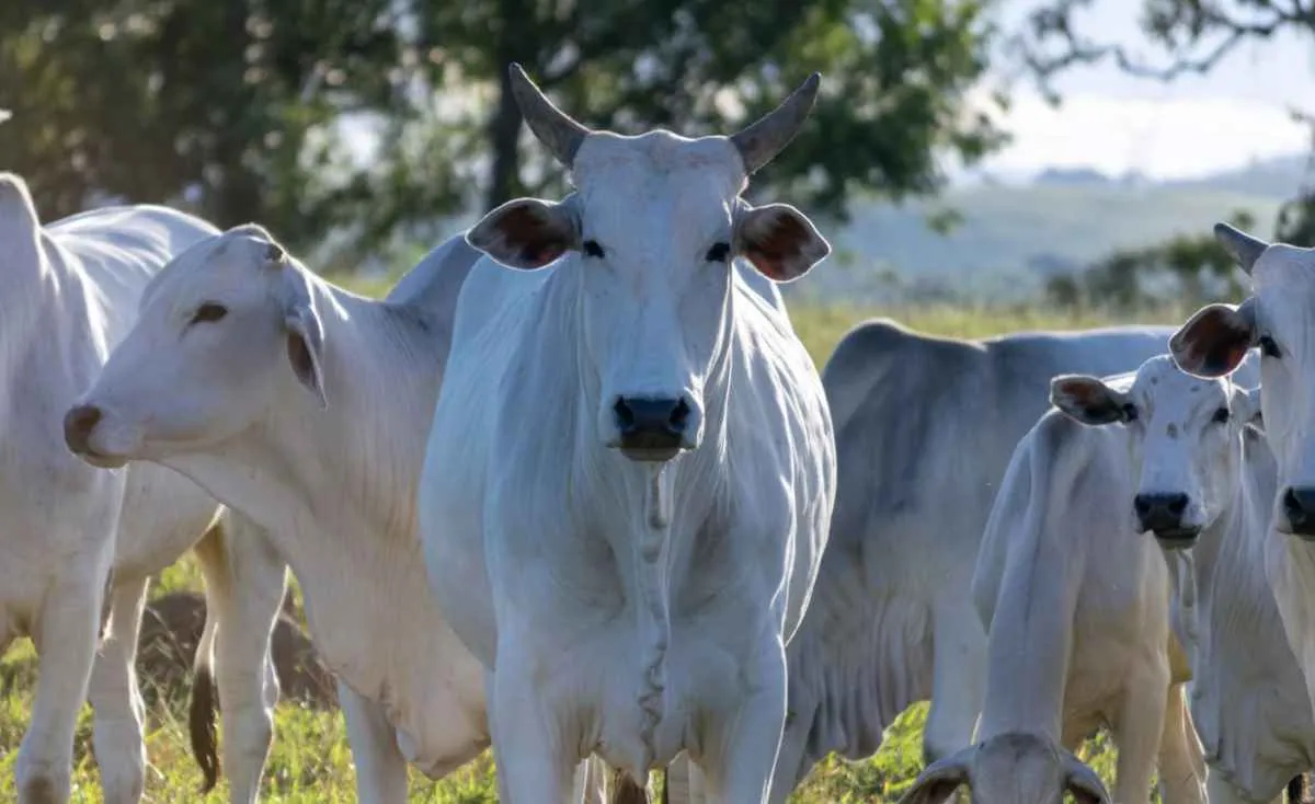 Baixa demanda mantém pressão sobre cotações da pecuária