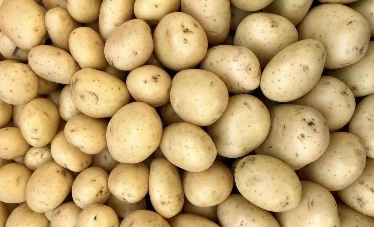 Preços da batata seguem em baixos patamares