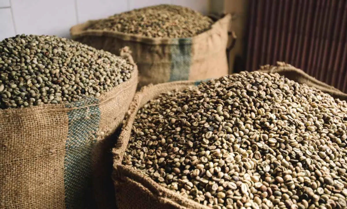 Volume exportado inicia safra 25/26 limitado e receita do café é recorde