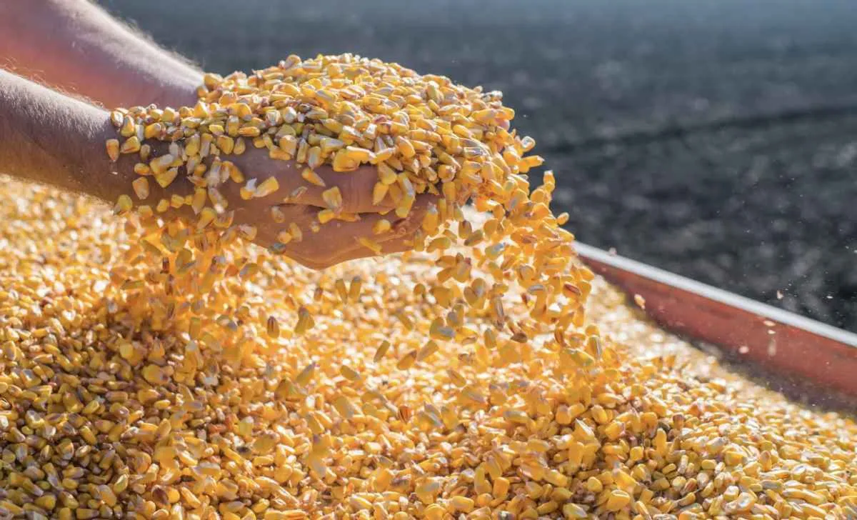 Mesmo com produção maior, preços do milho seguem firmes