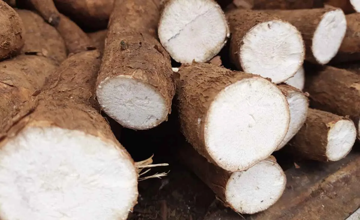 Estiagem dificulta colheita de mandioca e eleva preços
