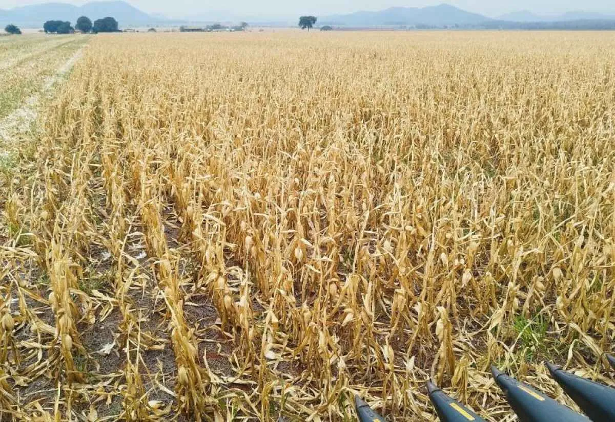 Colheita do milho chega a 99,6% e soja tem início em MS
