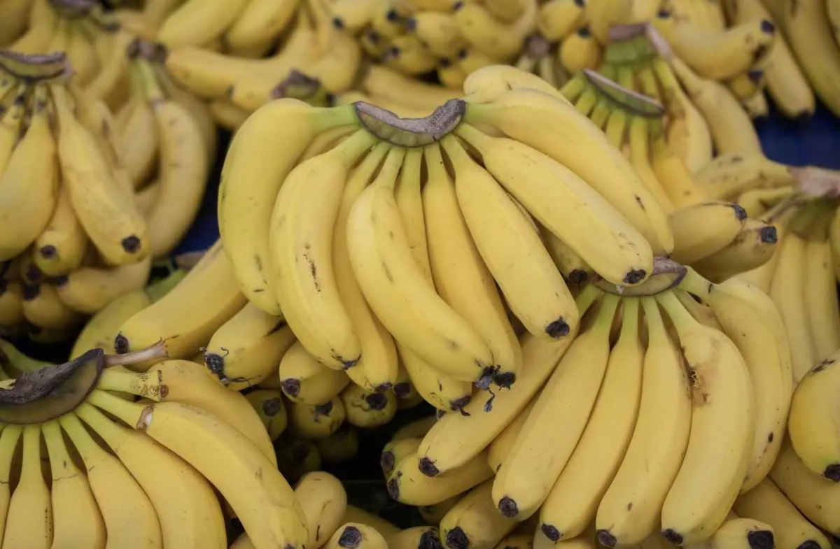 Exportações brasileiras de banana recuam 35% em agosto