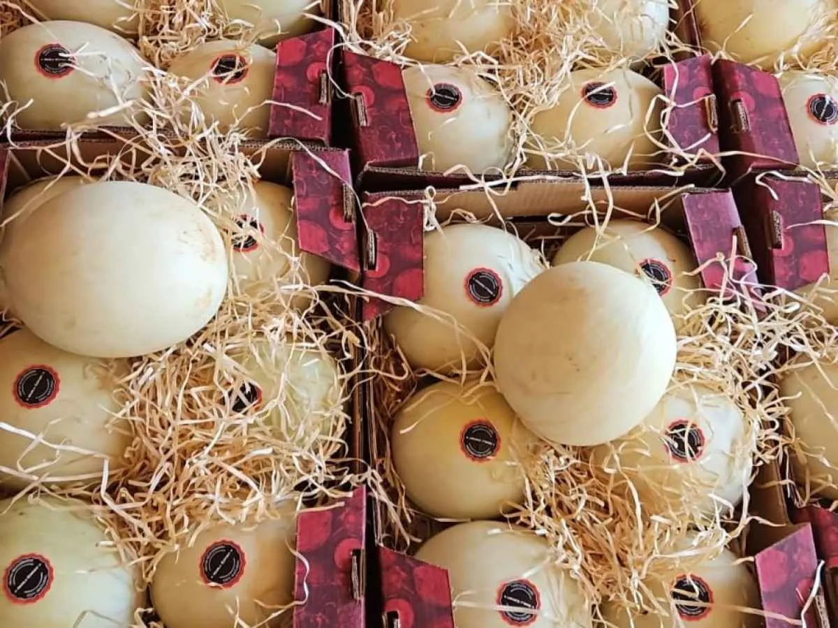 Agrodefesa garante segurança fitossanitária e Goiás exporta melão