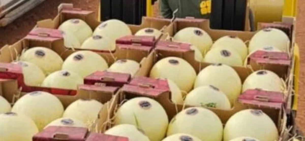 Fruticultura em Goiás cresce e chega ao mercado internacional