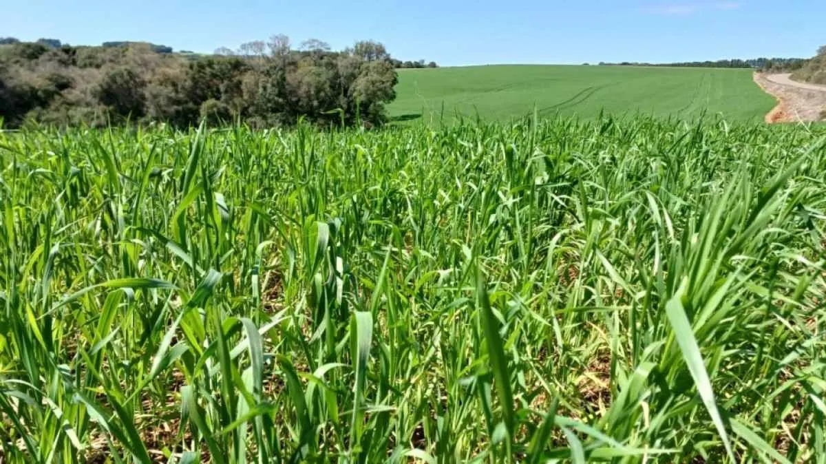 Trigo evolui bem e lavouras do RS seguem satisfatórias