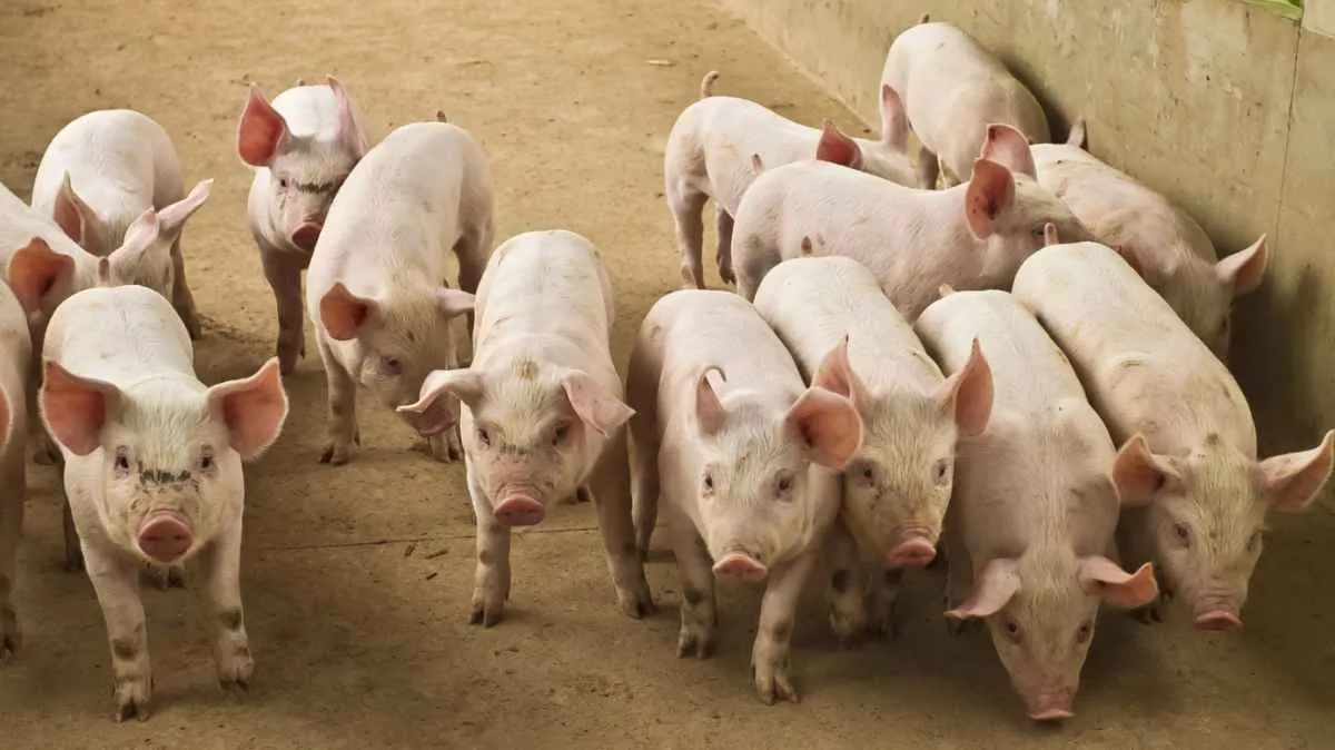 Exportações de carne suína crescem em volume e receita