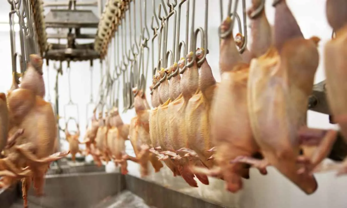 Abate de frango atinge recorde em maio
