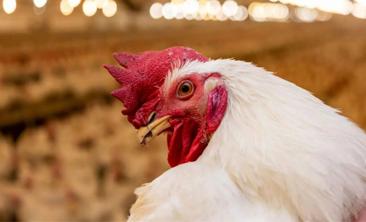 Governo investe R$ 83,5 milhões em sanidade agropecuária