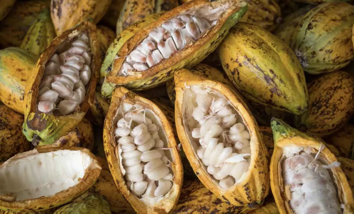 Mercado do cacau tem clima como fator-chave para próximas safras