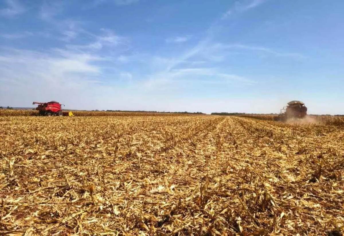 Colheita de milho em MS chega a 98% das áreas monitoradas