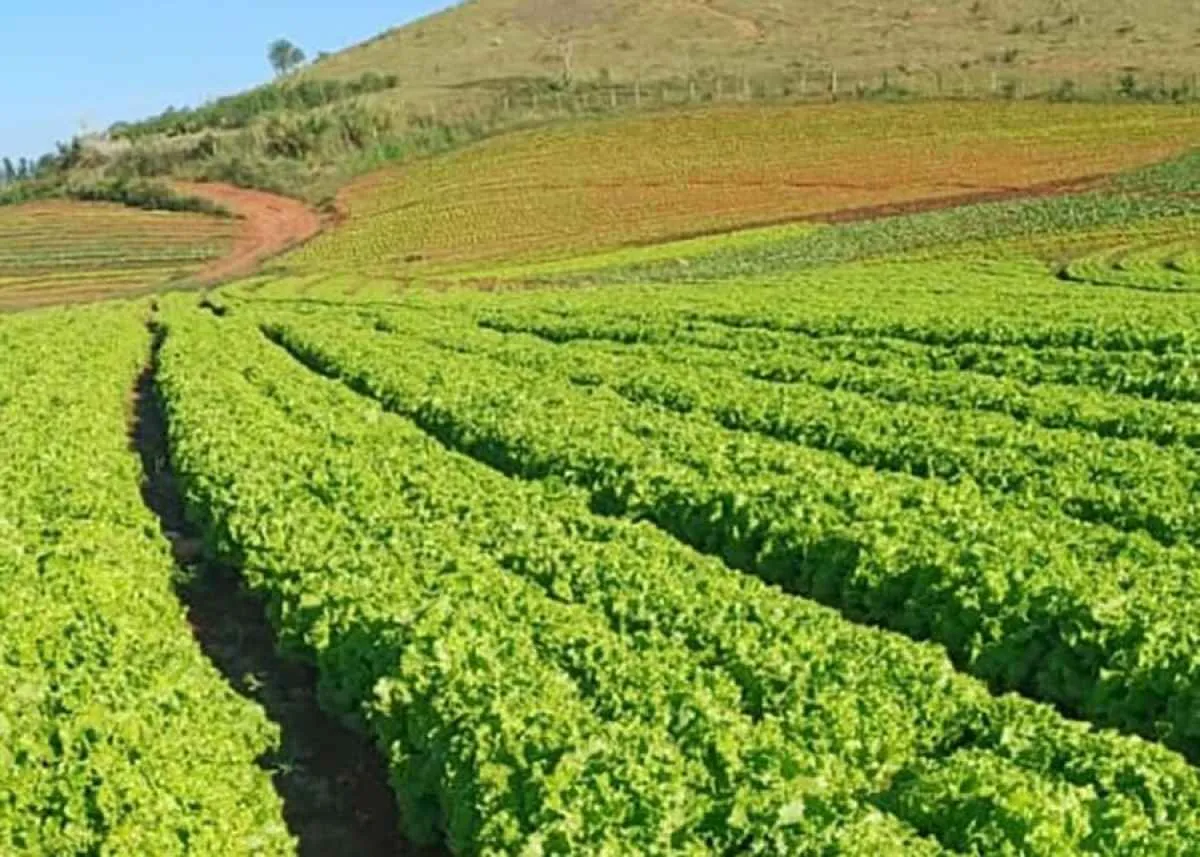 Calor extremo pode inviabilizar cultivo de alface em campo aberto no Brasil até 2100