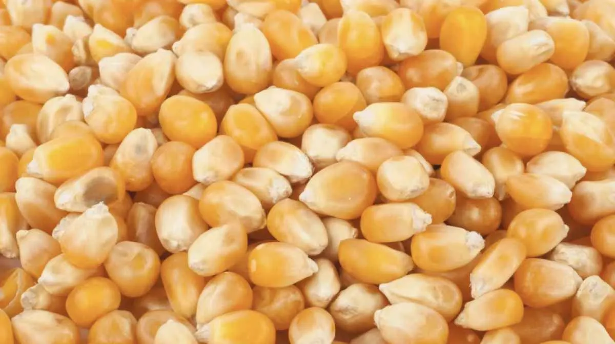 Preços do milho seguem firmes com mercado cauteloso no início da semana