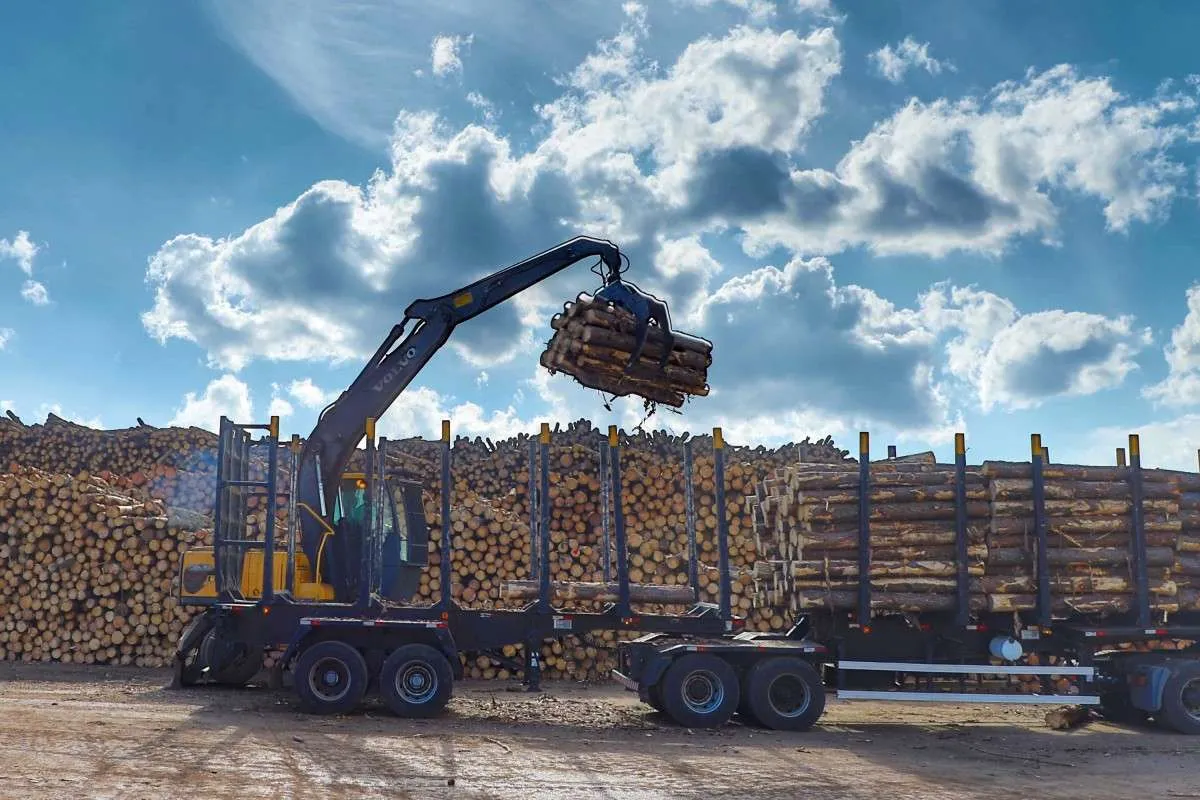 Paraná registra alta de 20,7% e consolida vice-liderança no valor da produção florestal