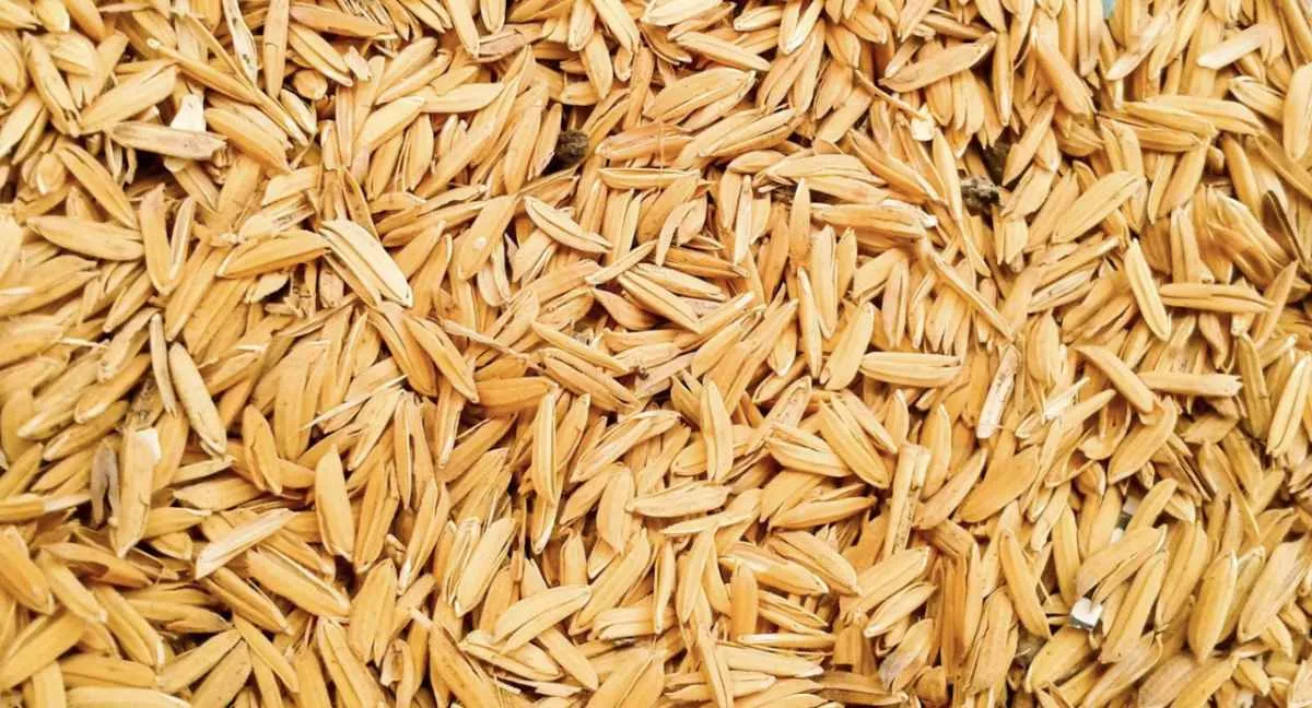 Preço do arroz atinge menor nível desde 2020