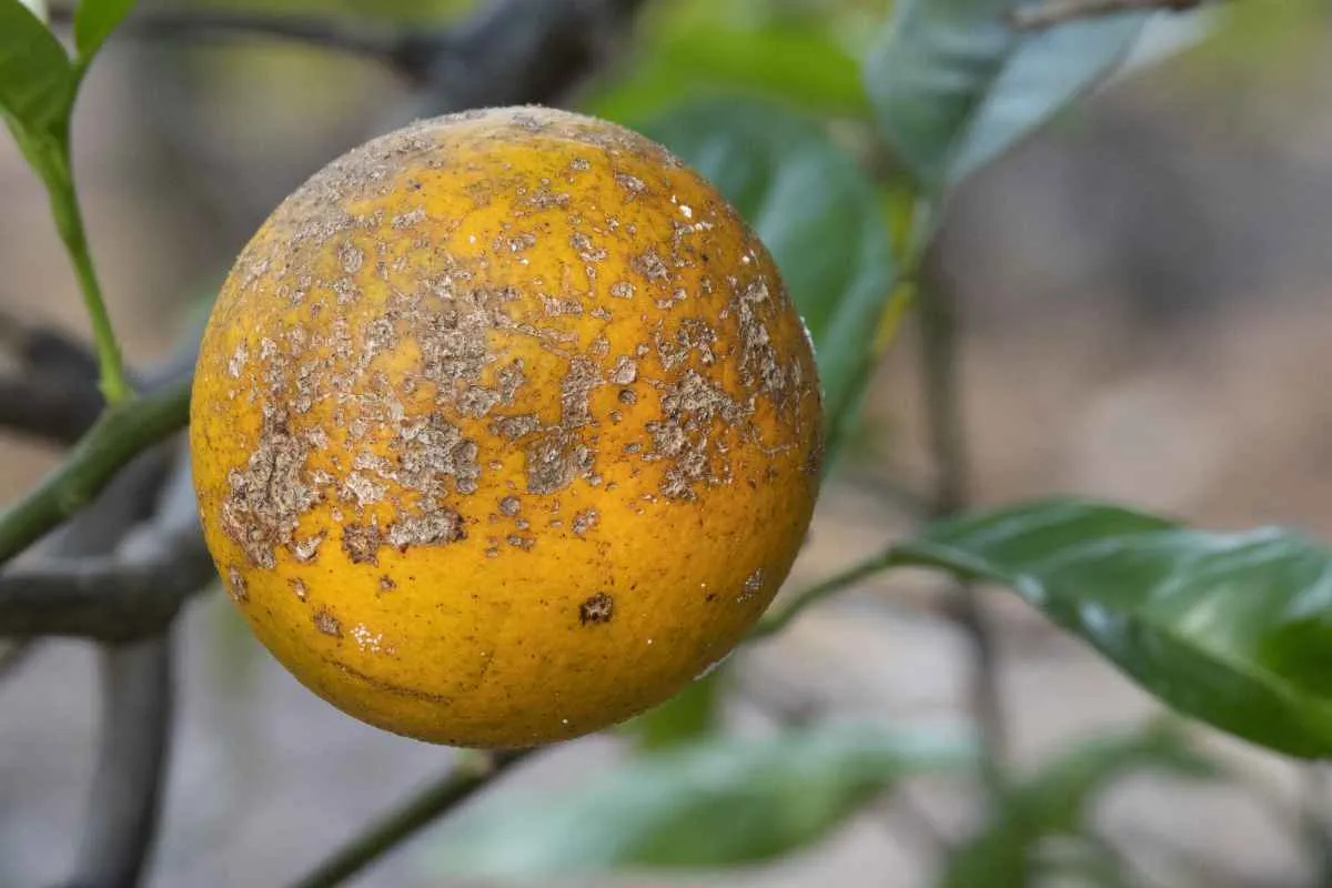 Greening atinge 47,6% das laranjeiras em SP e ritmo de crescimento desacelera