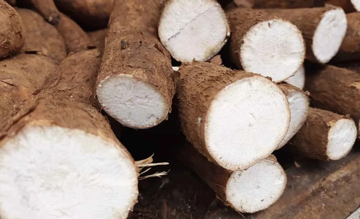 Oferta limitada sustenta alta de preços da mandioca