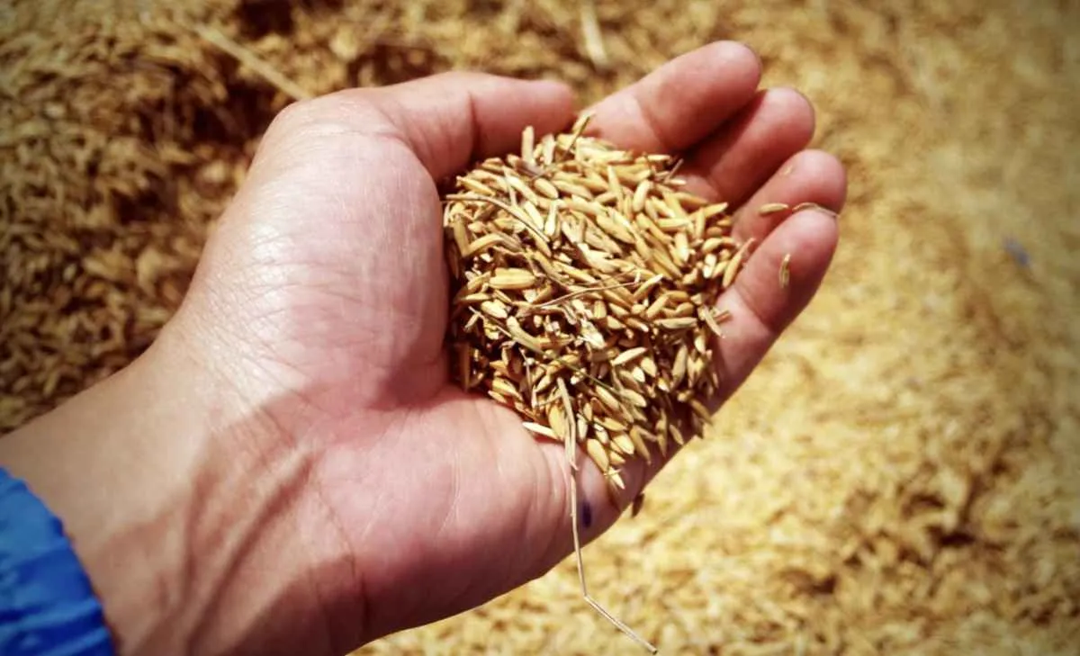 Rentabilidade do arroz no RS é a menor em três anos