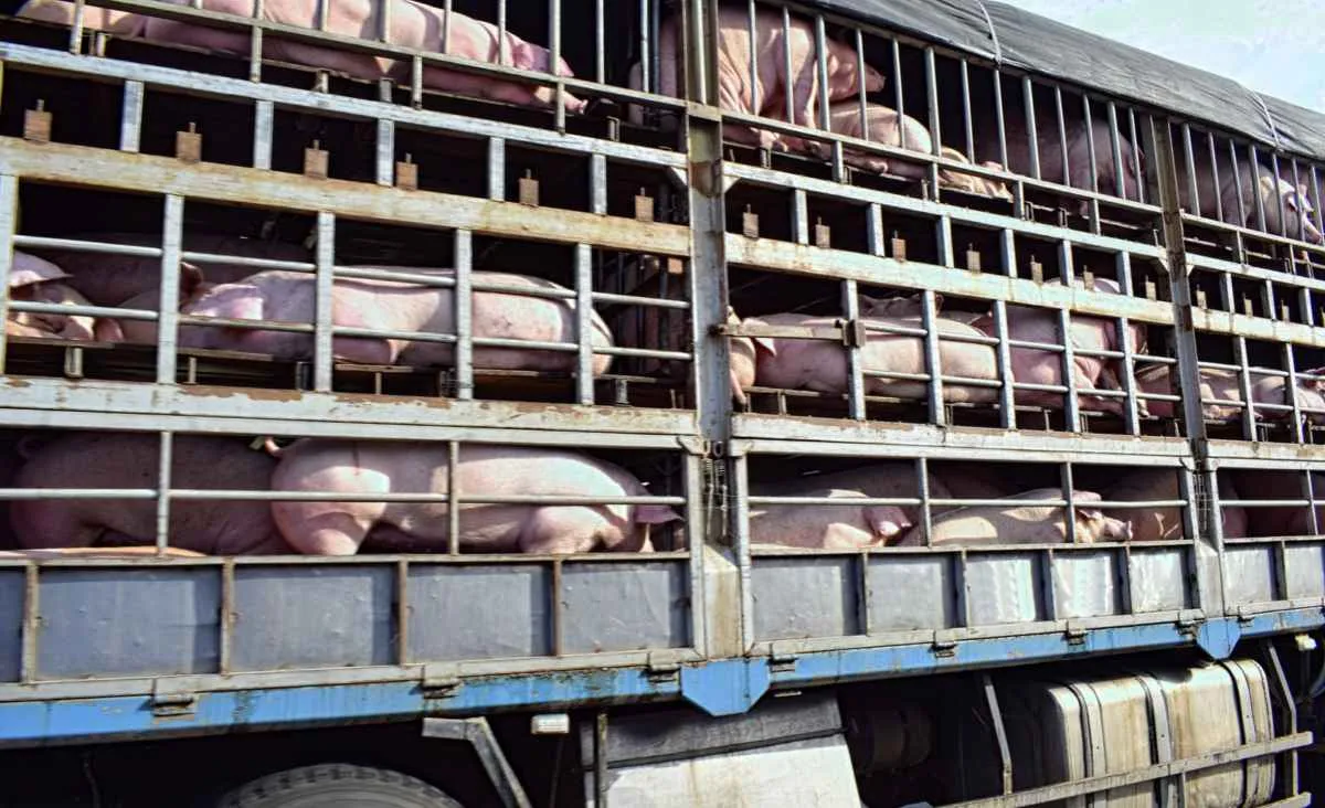 Faesp pede diálogo para criar norma sobre transporte de animais