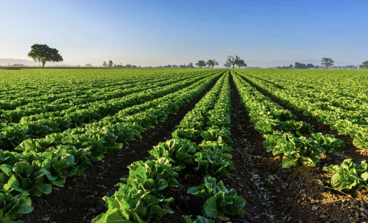CNA apresenta posição do agro brasileiro para a COP30