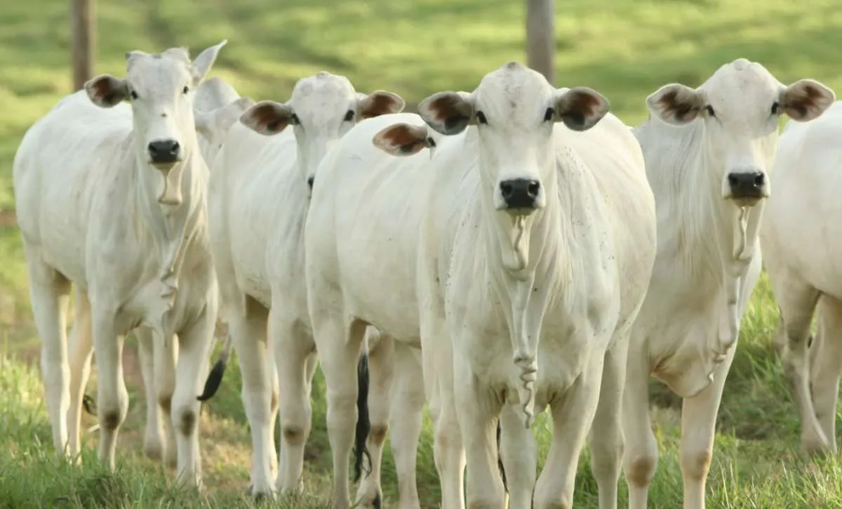 Exportações de carne bovina avançam em setembro com alta na receita e nos preços