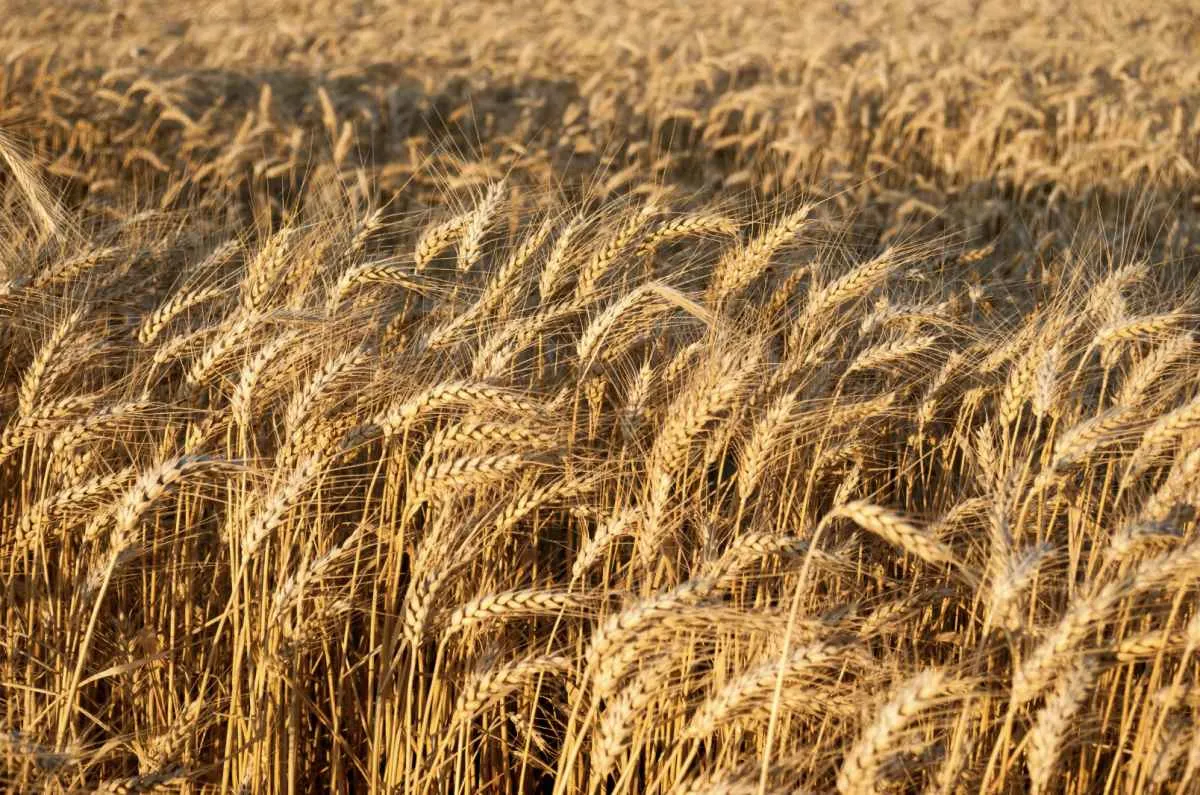 Mercado do trigo tem instabilidade no Sul do Brasil e no Paraguai