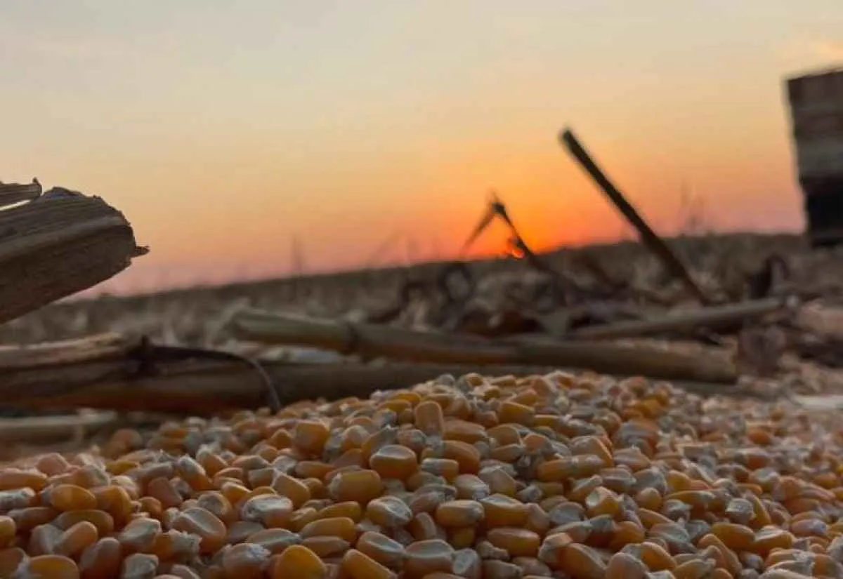 Soja e milho impulsionam produção agrícola em MS