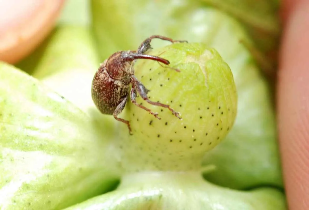 Agrodefesa atualiza normas do Bicudo-do-Algodoeiro em Goiás