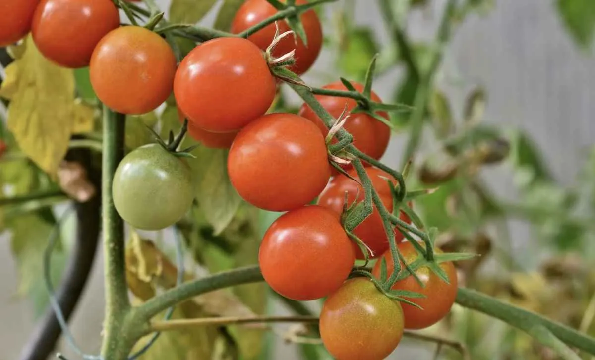 Preços do tomate caem com avanço da maturação dos frutos