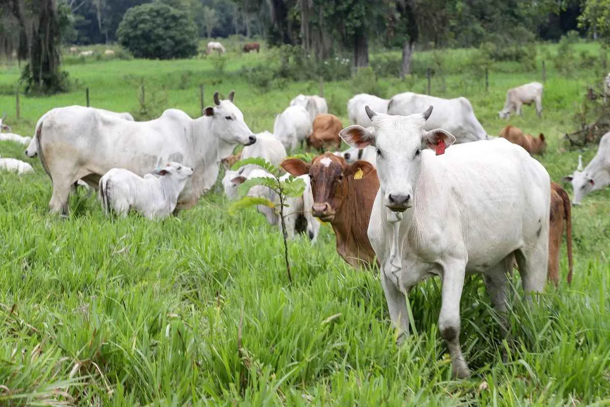 Adapar determina vacinação de herbívoros em 30 cidades do Oeste do Paraná