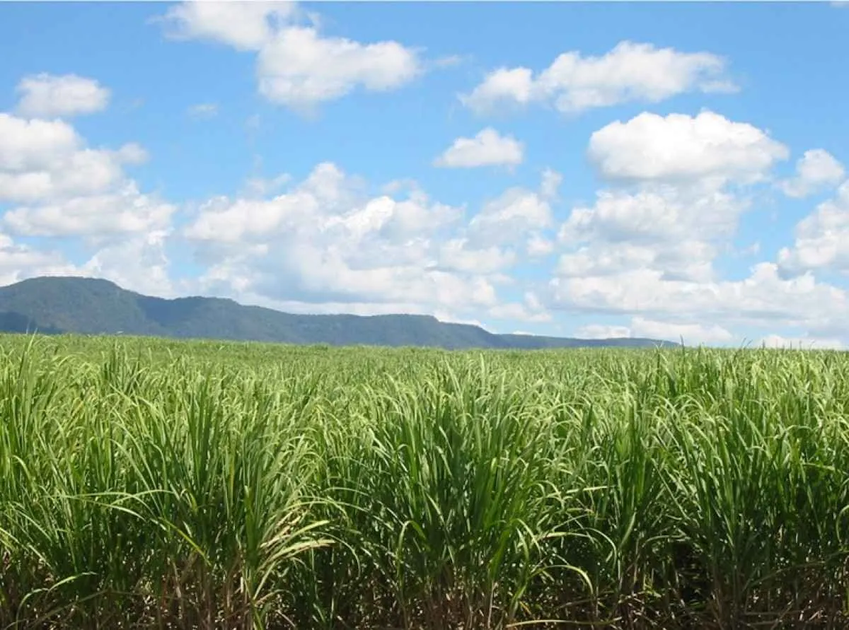 Moagem de cana no Centro-Sul deve crescer 3,6% em 2026/27