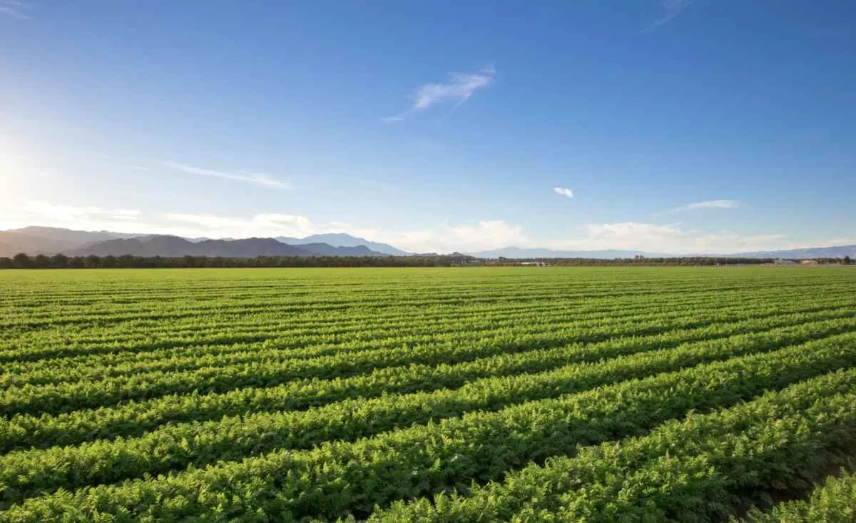 Agro paulista mostra sustentabilidade e reforça papel na COP30