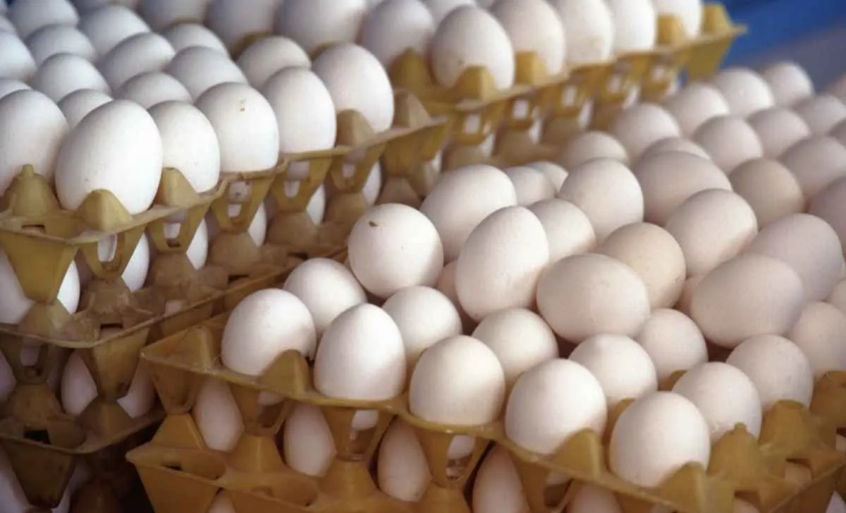 Produção de ovos bate novo recorde no Brasil